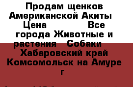 Продам щенков Американской Акиты › Цена ­ 25 000 - Все города Животные и растения » Собаки   . Хабаровский край,Комсомольск-на-Амуре г.